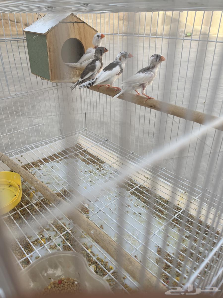 جوز زيبرا64433297005571110