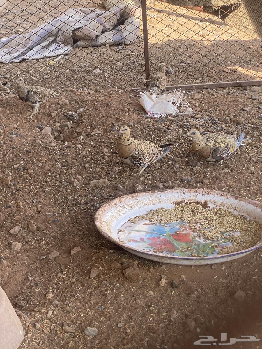 جنوب حايل الروضه64482755262083110