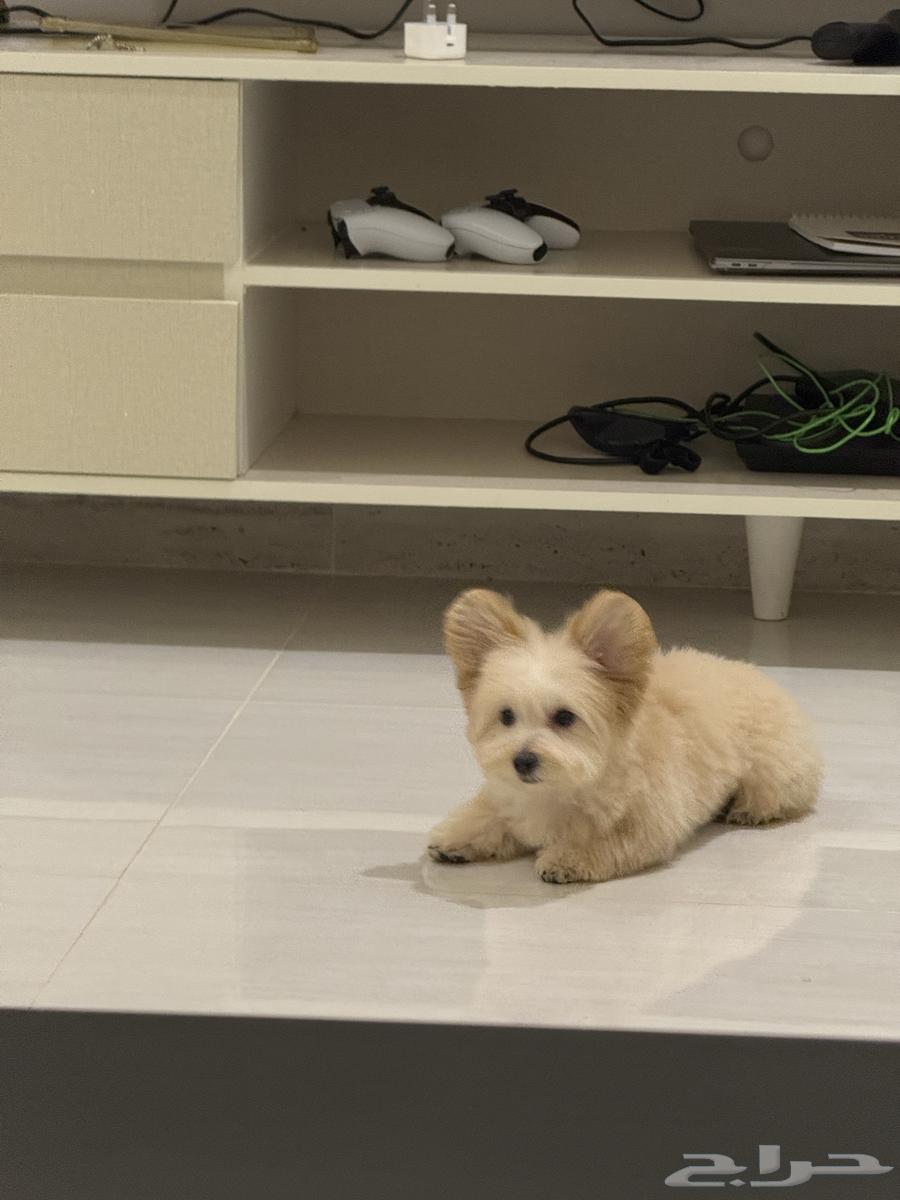 كلب مالتيبو64482823072899110