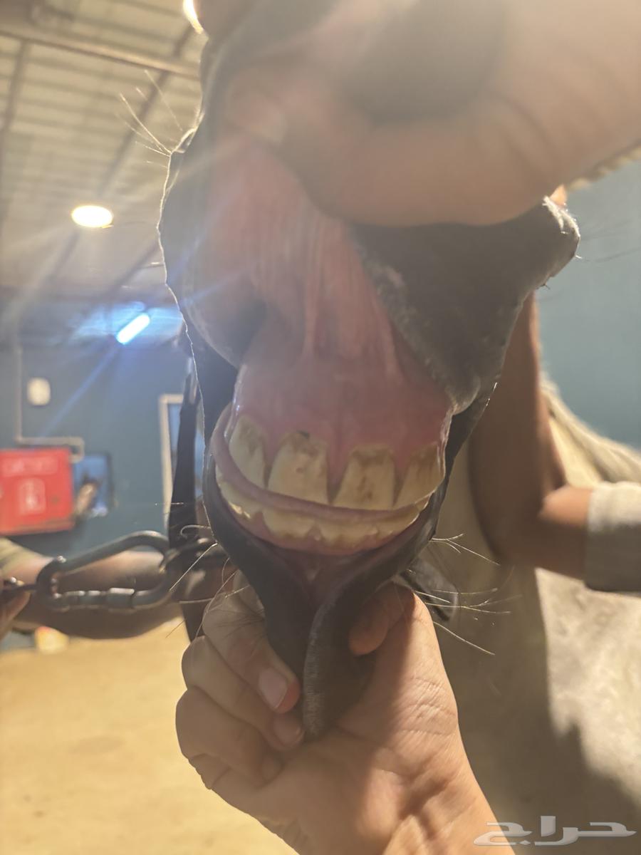 الخيل شعبي شيخخ64483771048066114