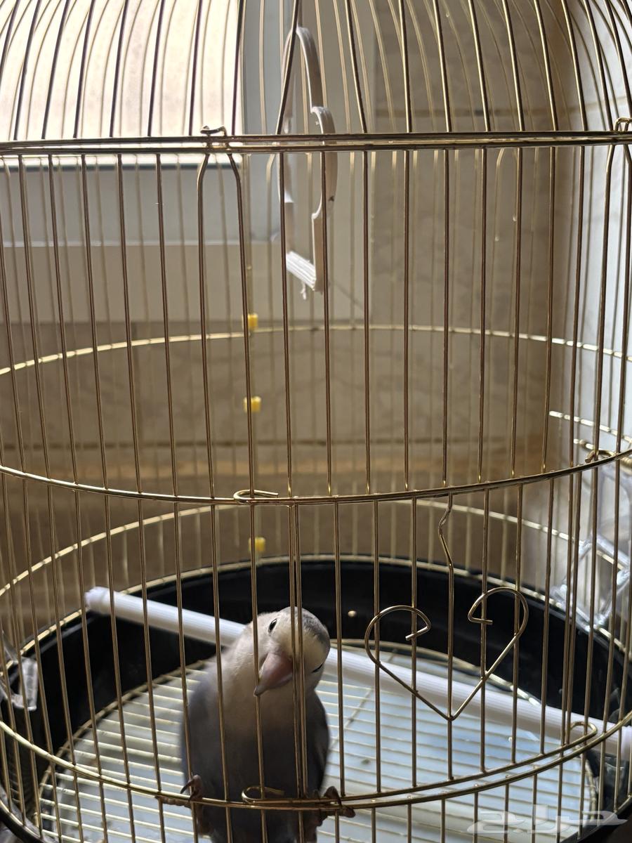 طير روز عمر 4 شهور64482566240897113