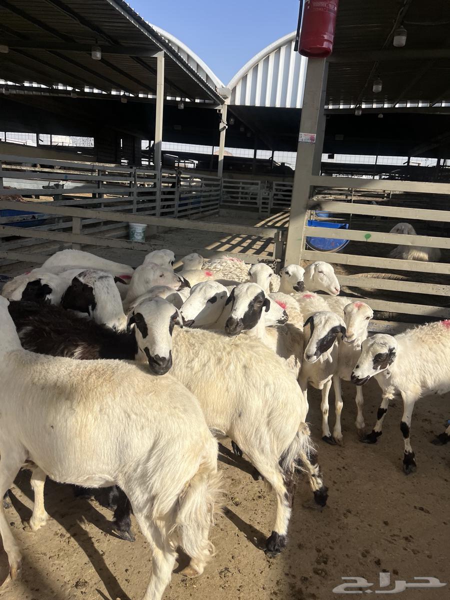 Shiyah Rafid Maqnaoui64447002620291113