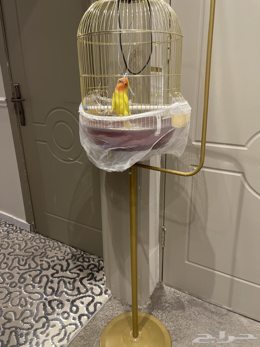 Bird of the day64480758323074112