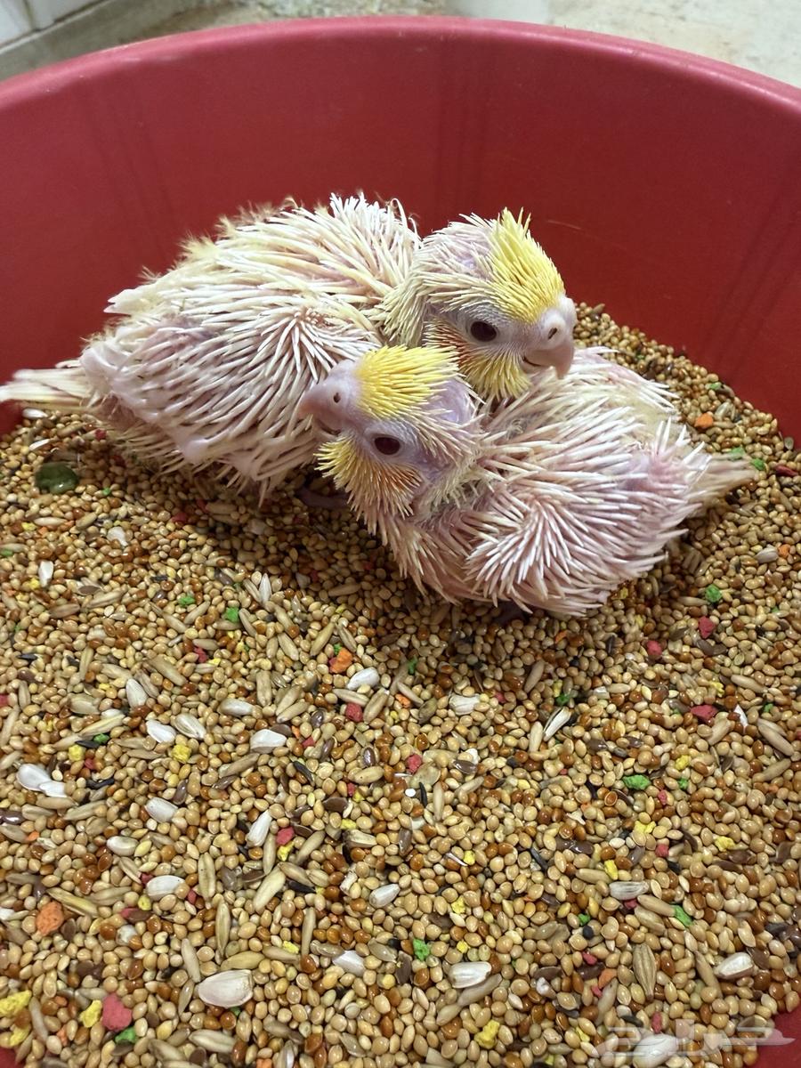 فرخين كوكتيل لاتينو مسحوبين من اهلهم لهم يومين ( تم البيع )64481736511361111