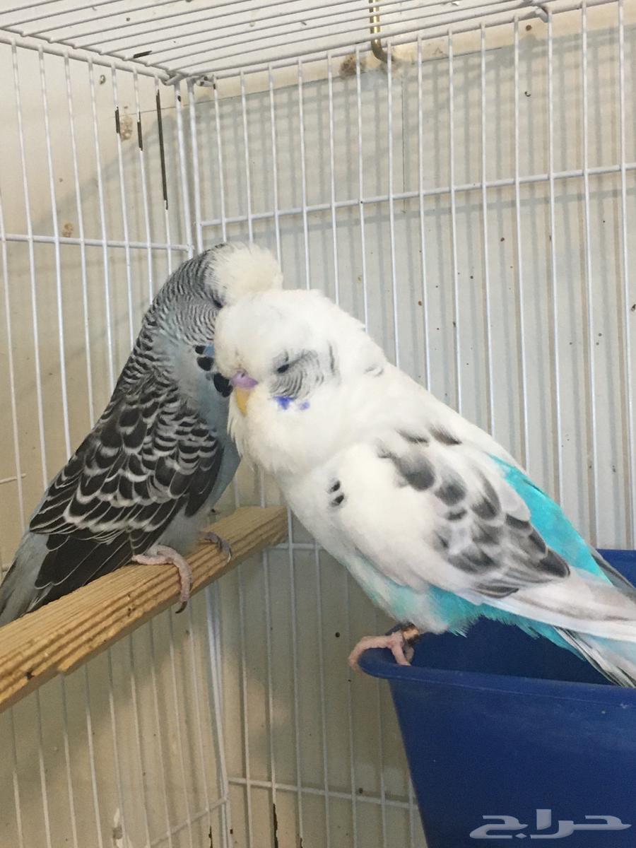 تم البيع64485065050881114