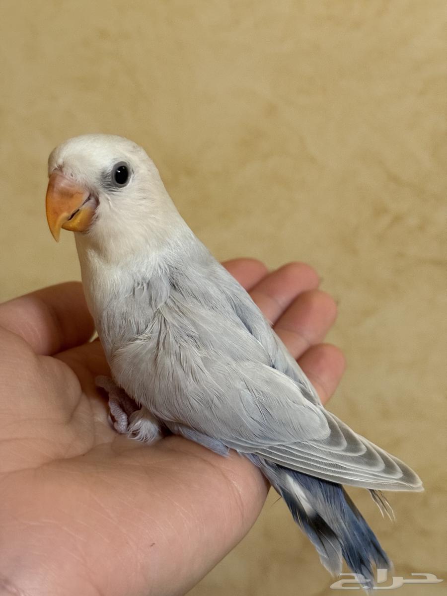 فروخ روز مفطومة64484911455235114