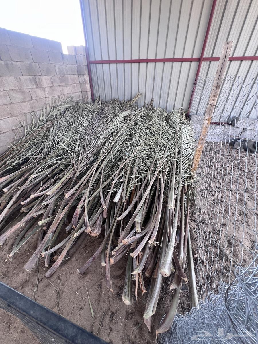 سعف نخل للبيع64485284231425111