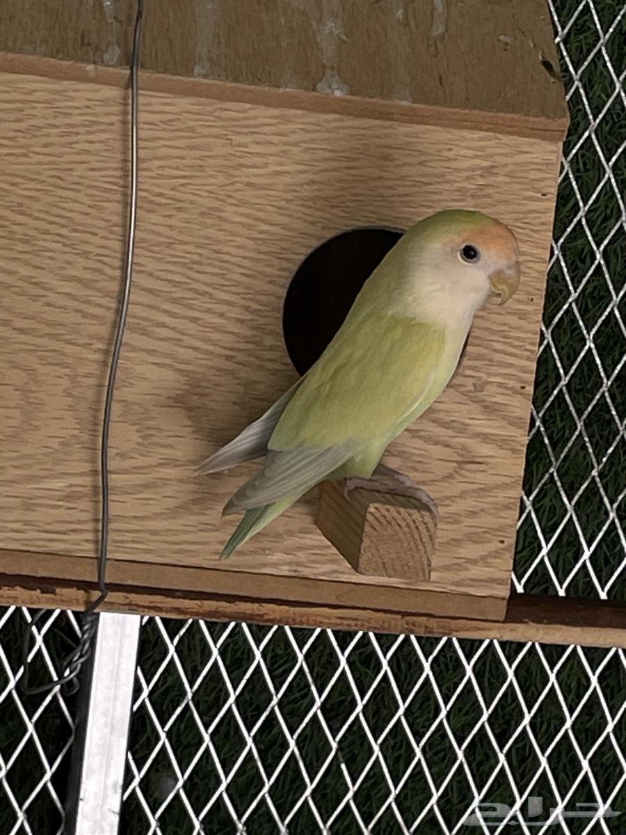 Day Bird64483109811201112