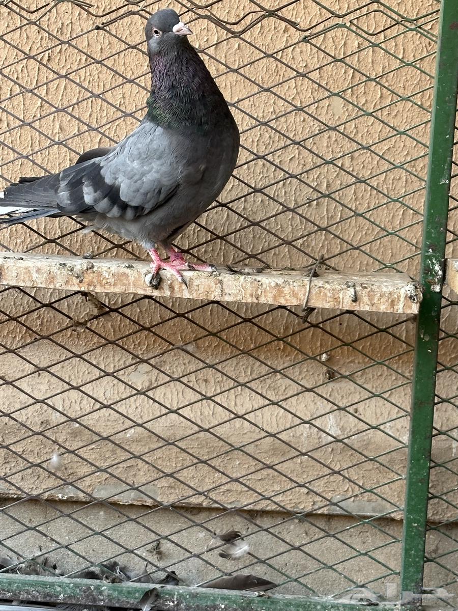 اجواز قطايف64483487152641112