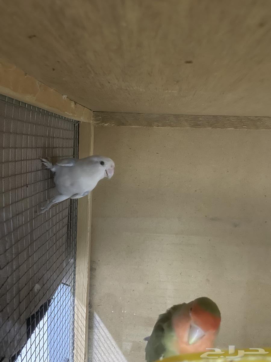 جوز روز للبيع64485903120257114