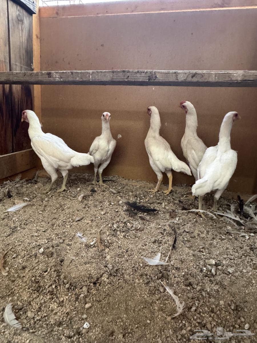 Dwarf Kochamo Chicken (Sold)64482837077635111