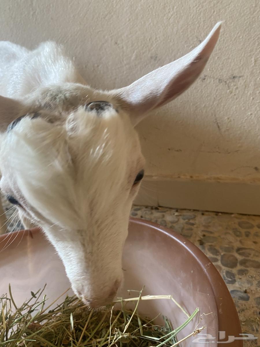 Dwarf Goat64482741670401110