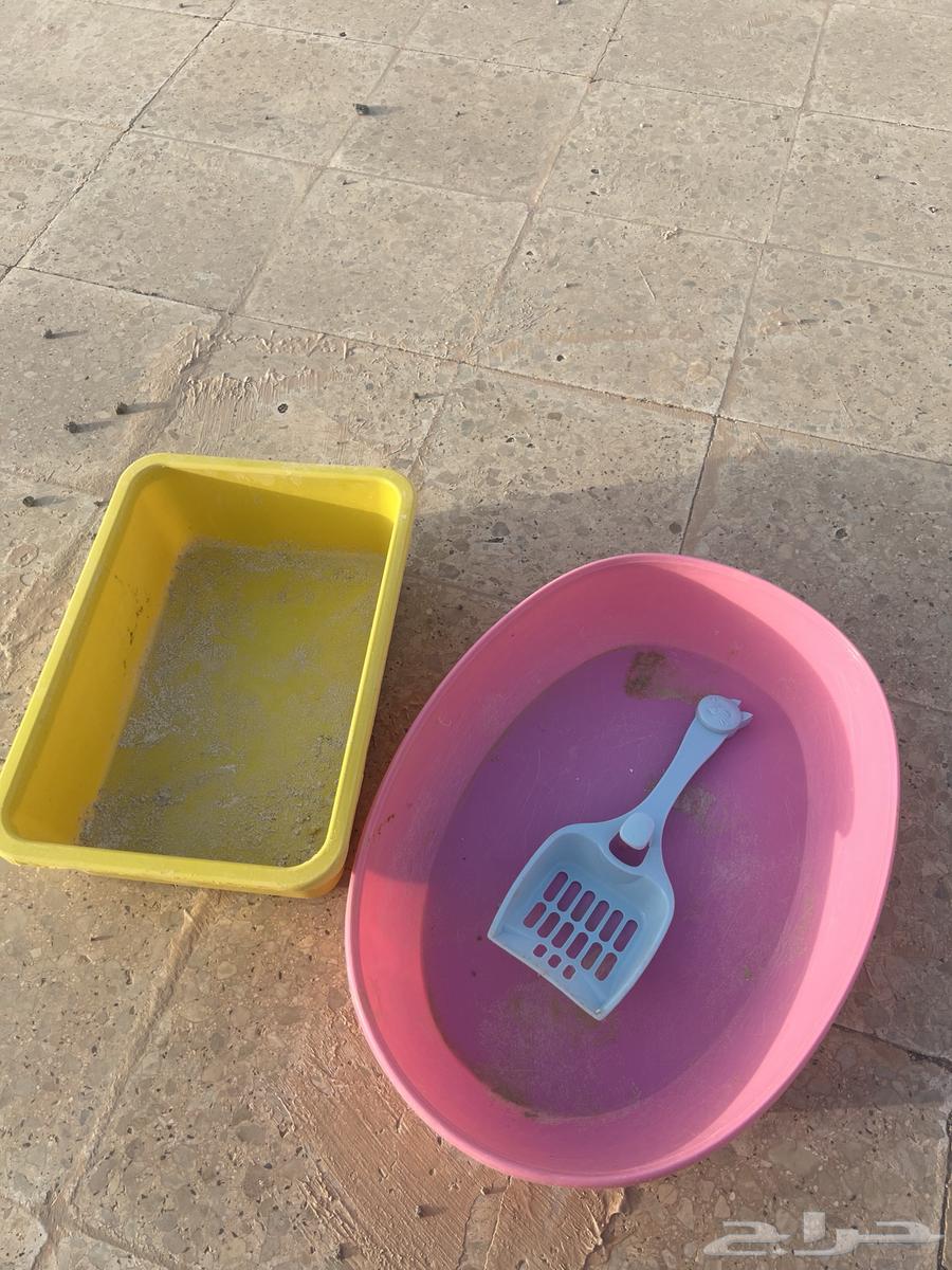 للبيع مستلزمات قطط وحوض سمك مستعجل64484552735874112