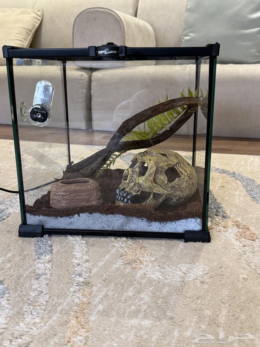 قفص قزاز بيت64482728137091112