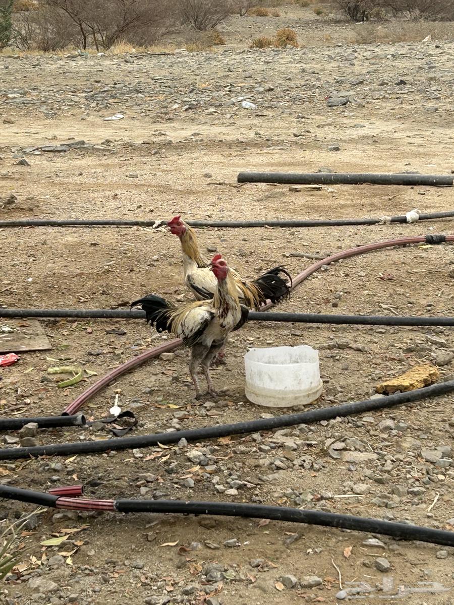 للبيع ديوك على السوم64482498537219112