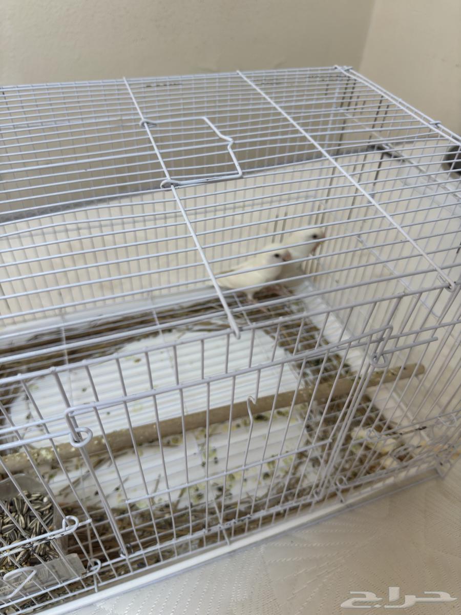 تم البيع64481804624003113