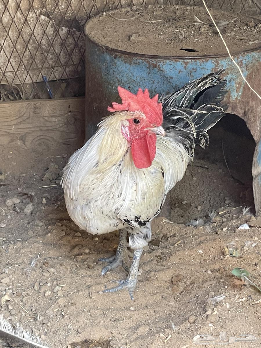 ديك بلدي للبيع64480922362370111