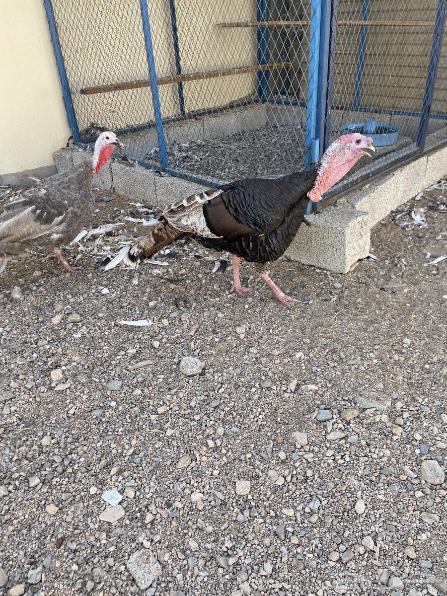 رومي للبيع شامل الذبح والتوصيل جدة64482850792322112