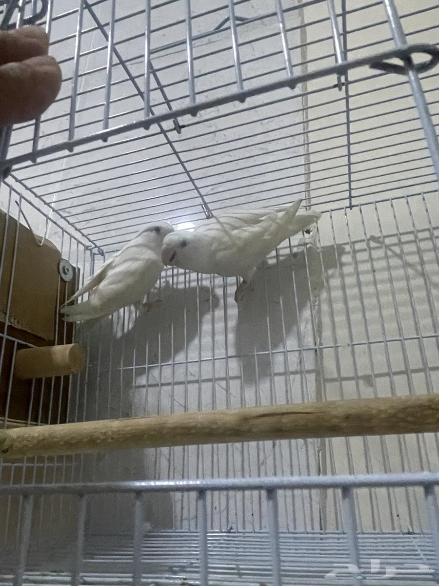 طيور روز البينو64489184392194111