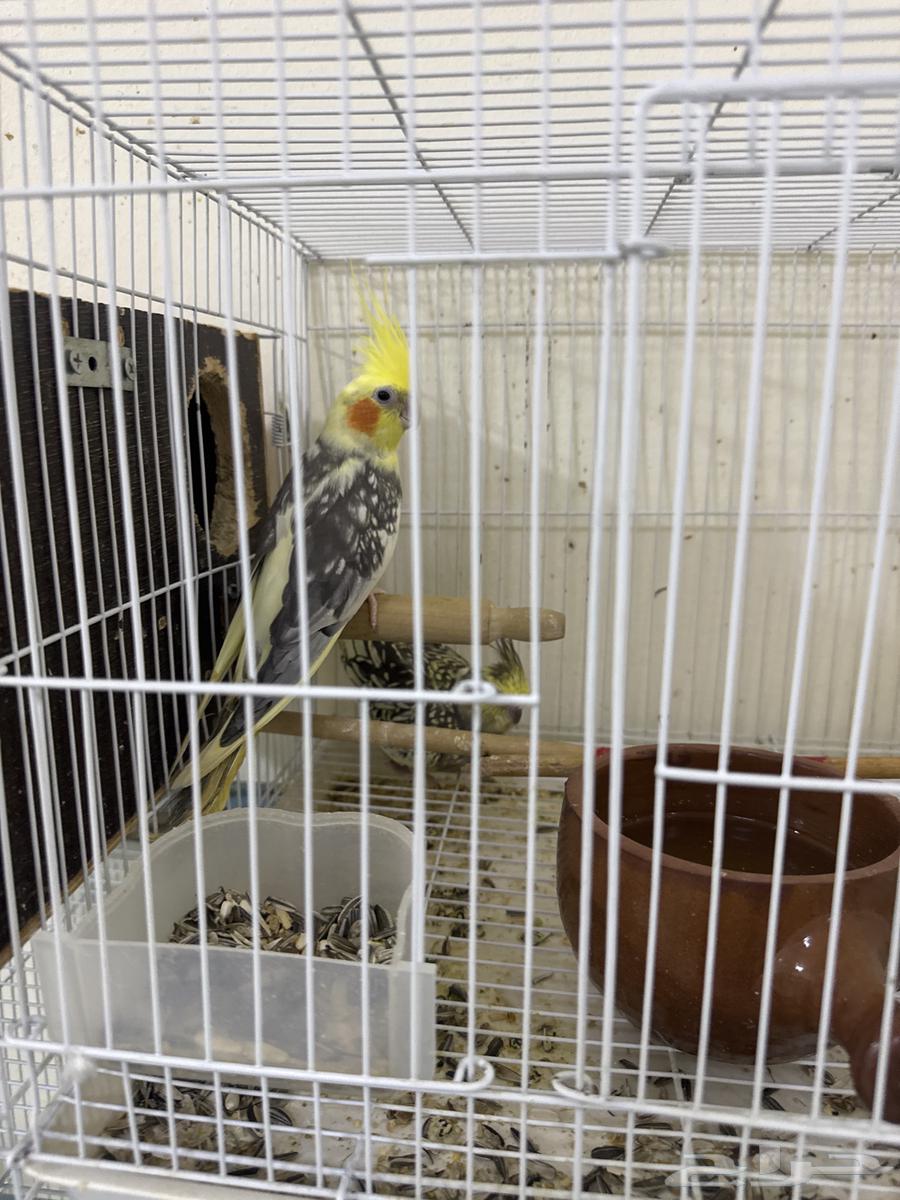 جوز كروان للبيع 400شامل القفص والبياضة64483729614850111