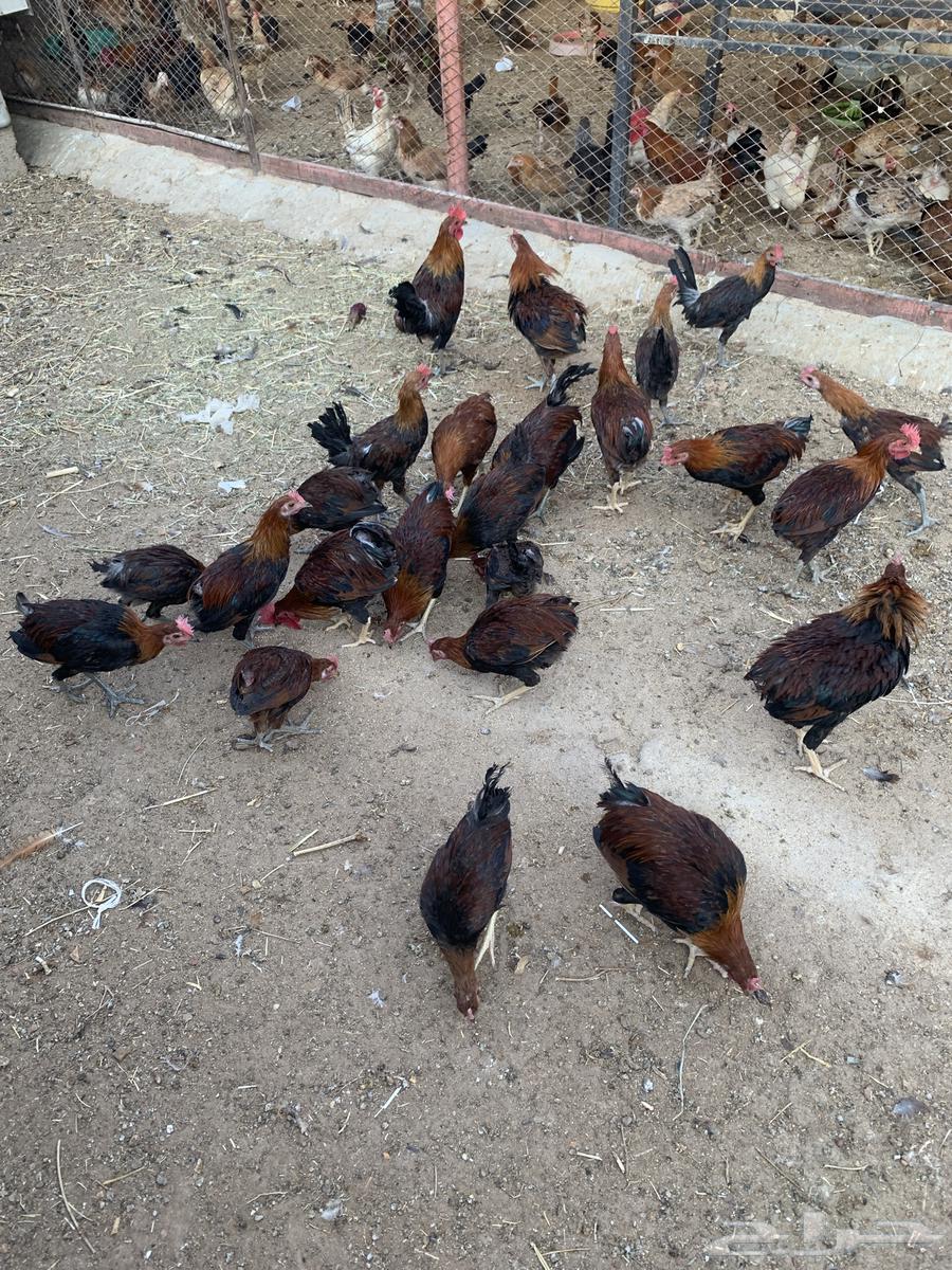 ديكة عربي بلدي للبيع64480053786114111