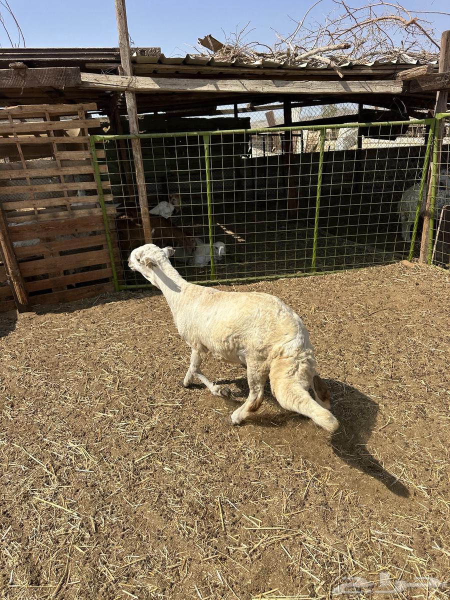 طليان سواكن ثلاجه ومناسبات64480482663043110