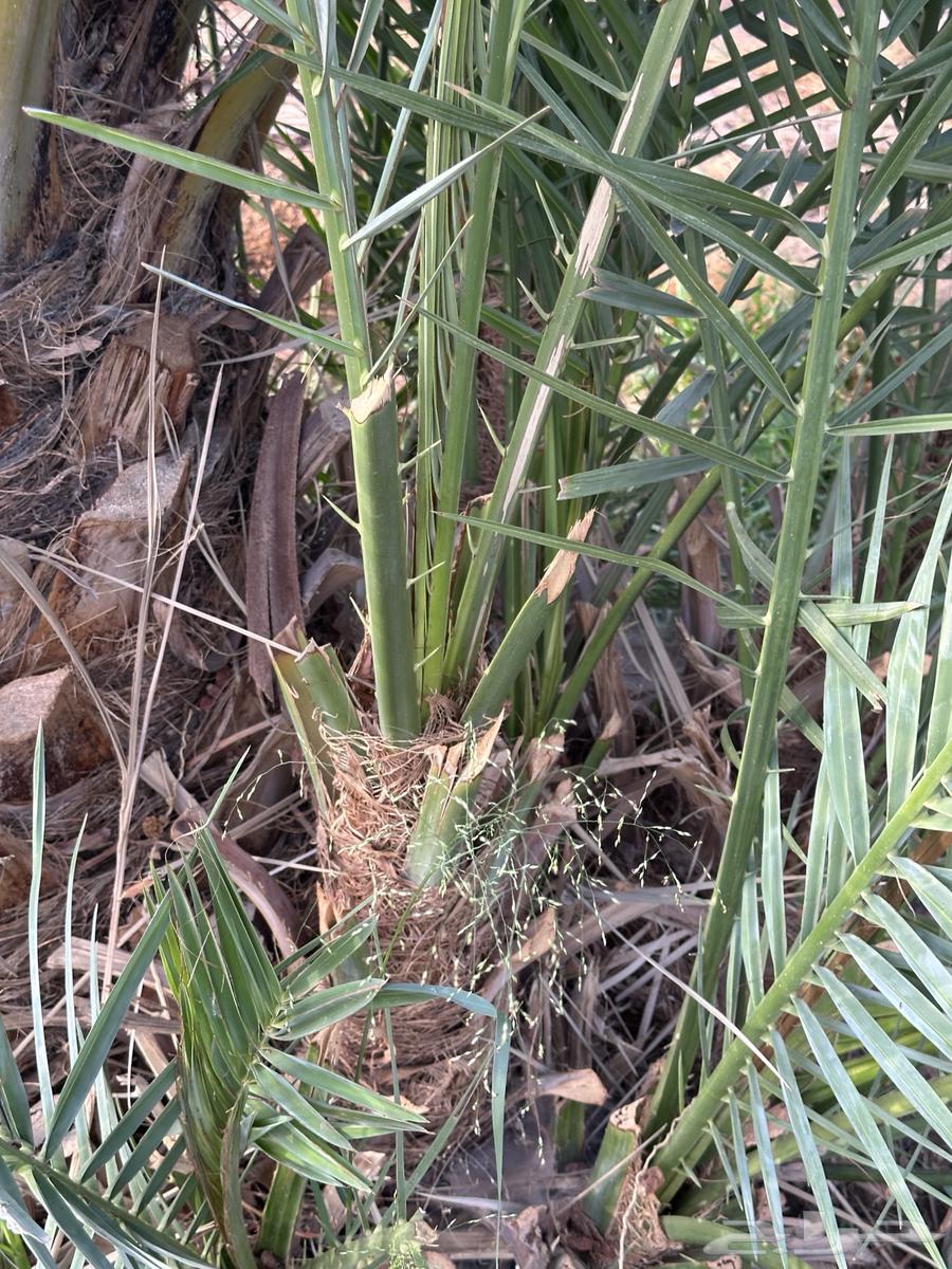 Palm64438511893891114