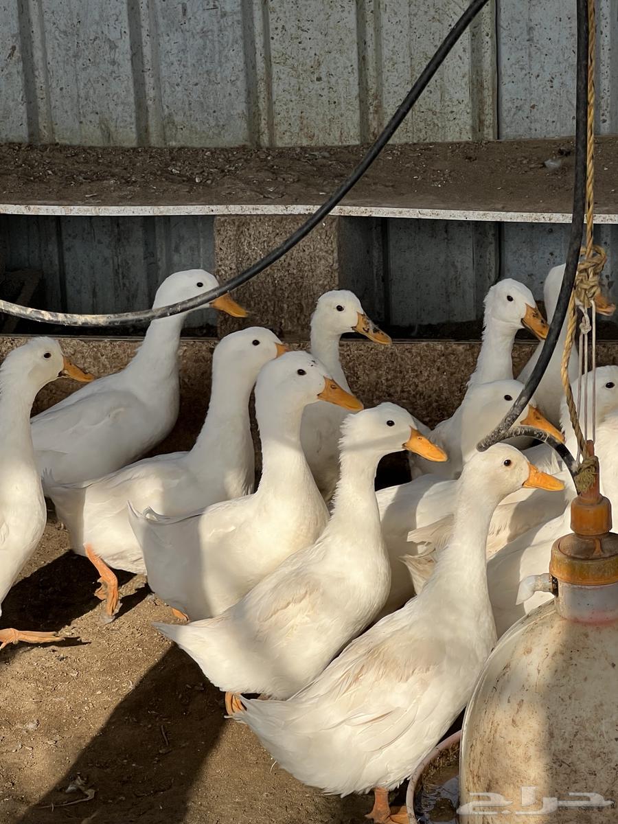 بط بكين منتج بياض64484253424387110