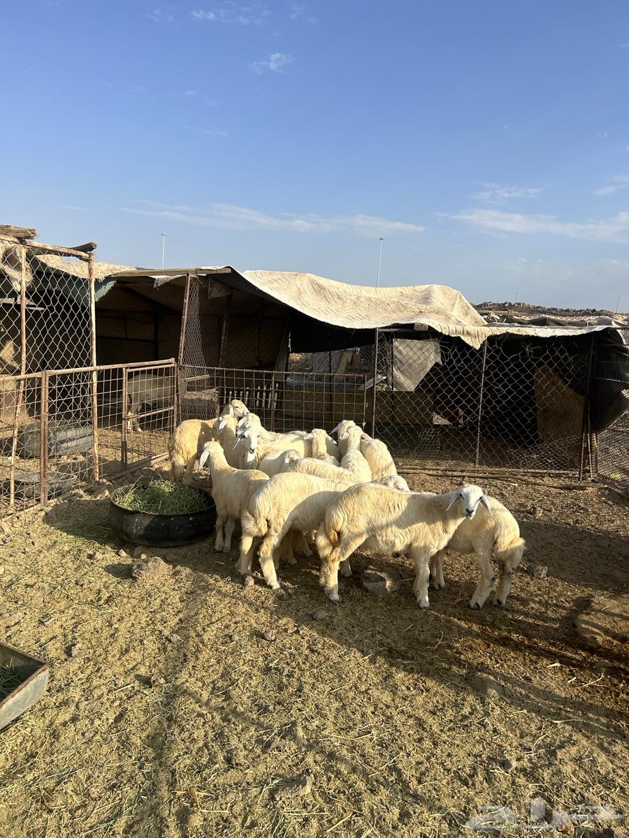 رخال حريات الحد ( 980 ) تم البيع64481982932482114