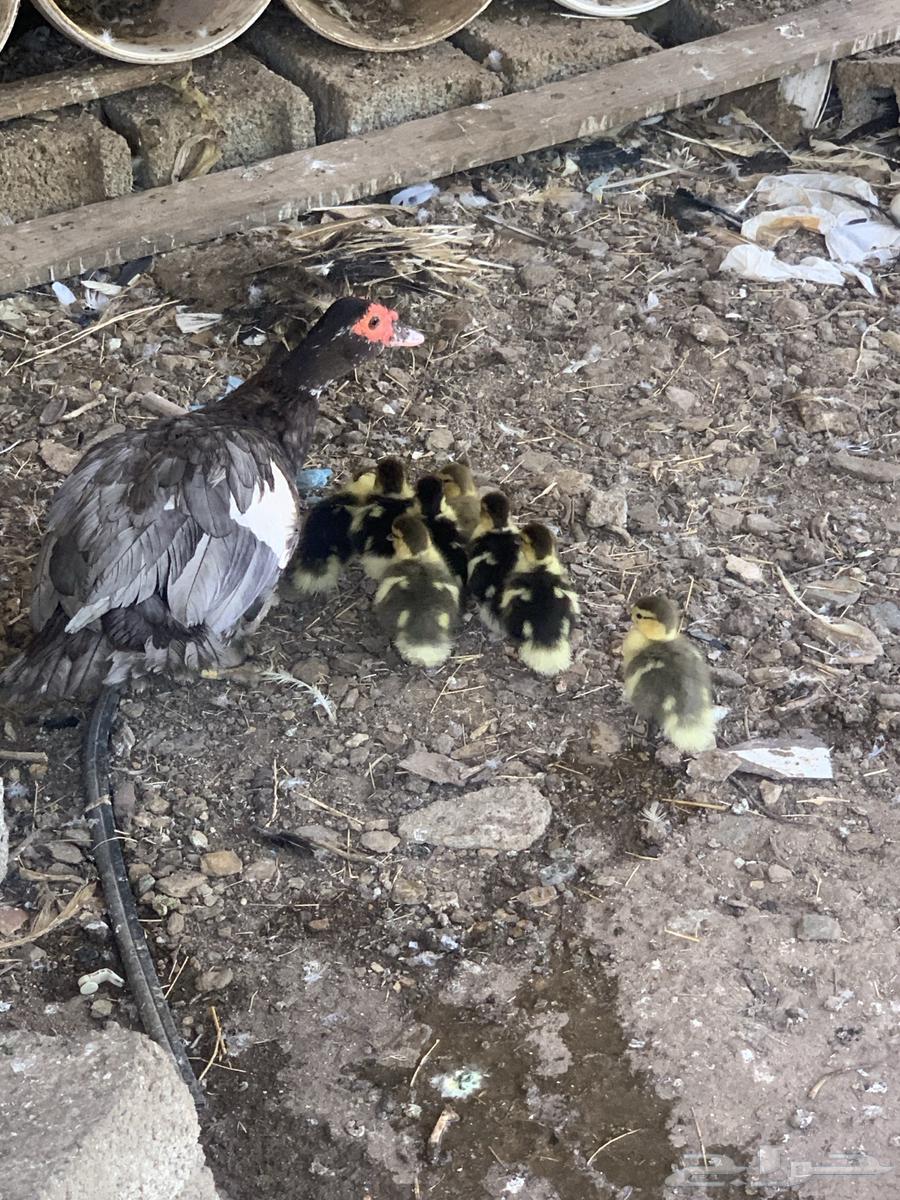 بطة مع فروخها64482227324034110