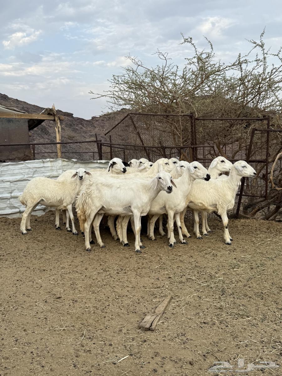 رخال مضاريع عددها 1664484703640835111