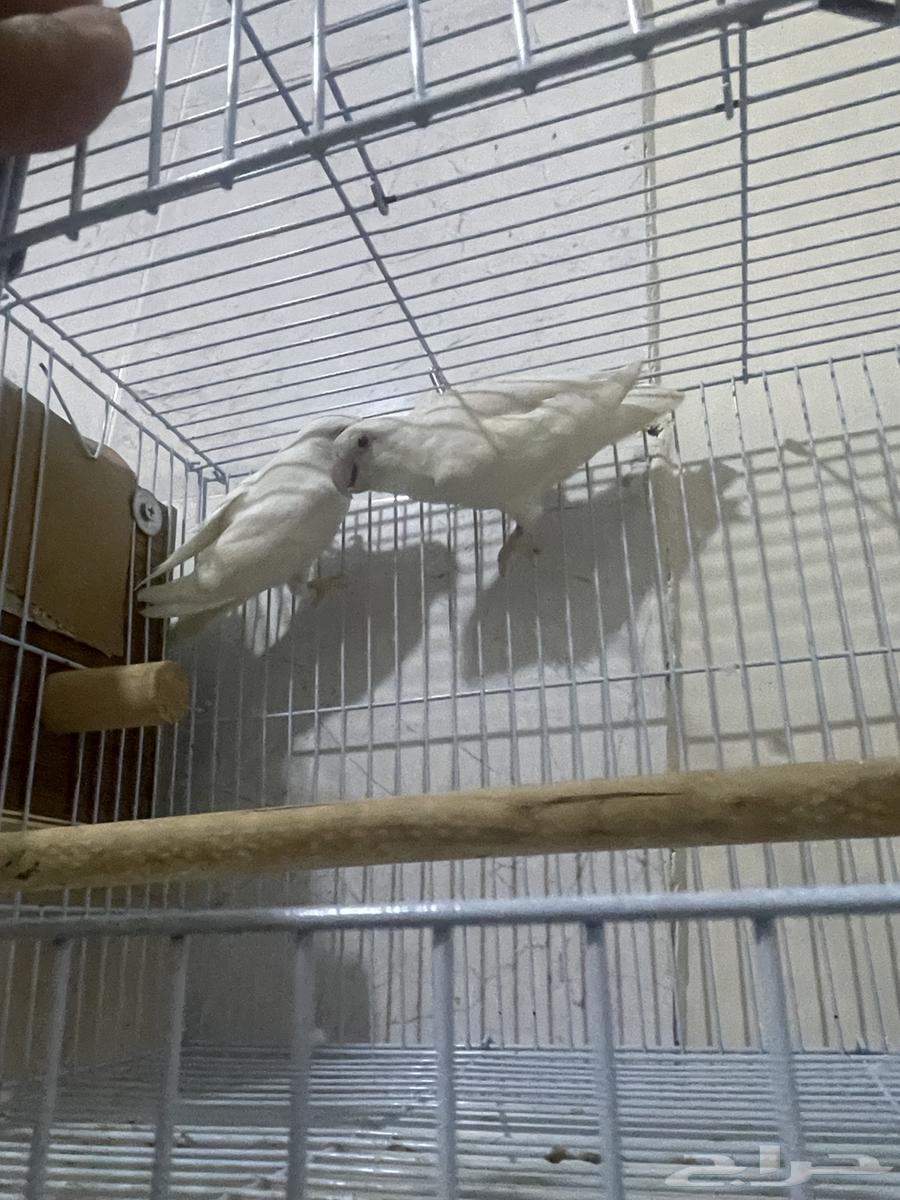 طيور روز البينو64489184392194112