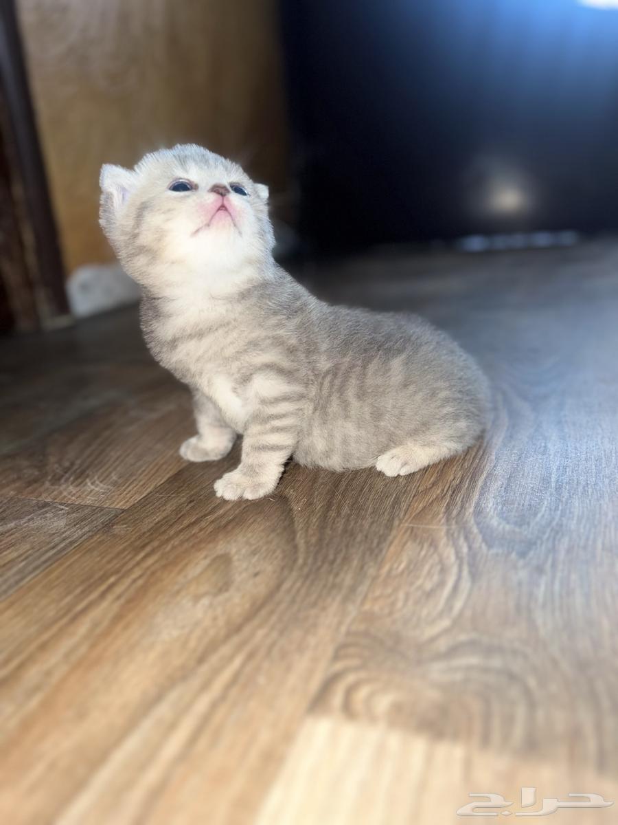 سكوتش فولد انثى للبيع قولد سلفر اللون64479792044801112