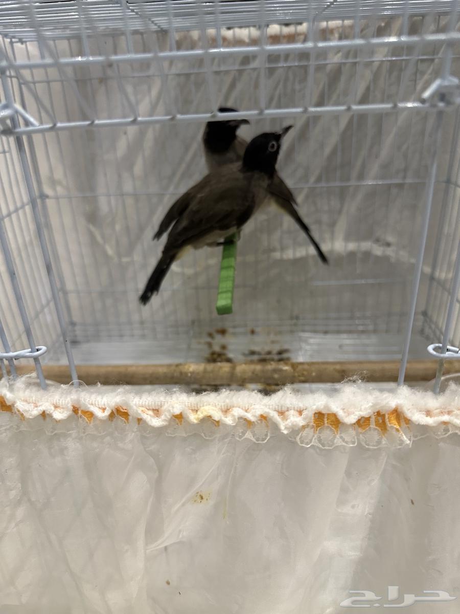 نغاري وليفه64484662142850113