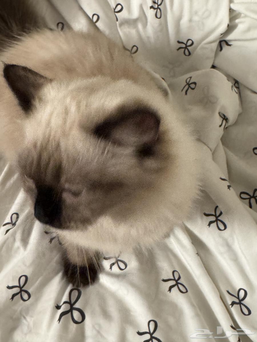 قطه للبيع64480235908483111