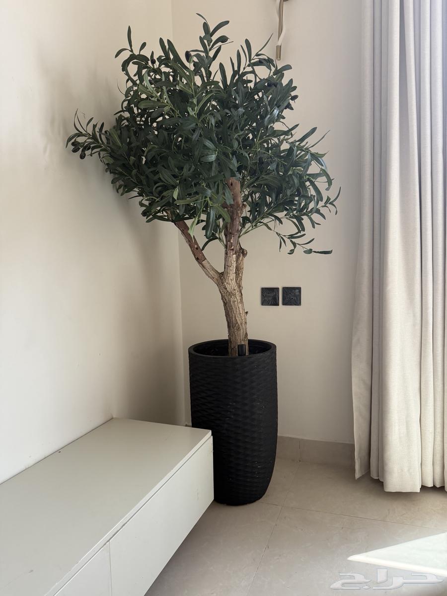 Olive tree with natural trunk and artificial branches, high quality64481818167809111