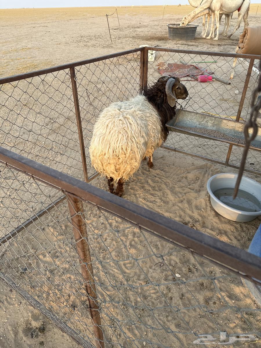 طلي عمره 10 شهور فاخر ظهر وطرف الموقع شمال معرج السوبان64483581120387111