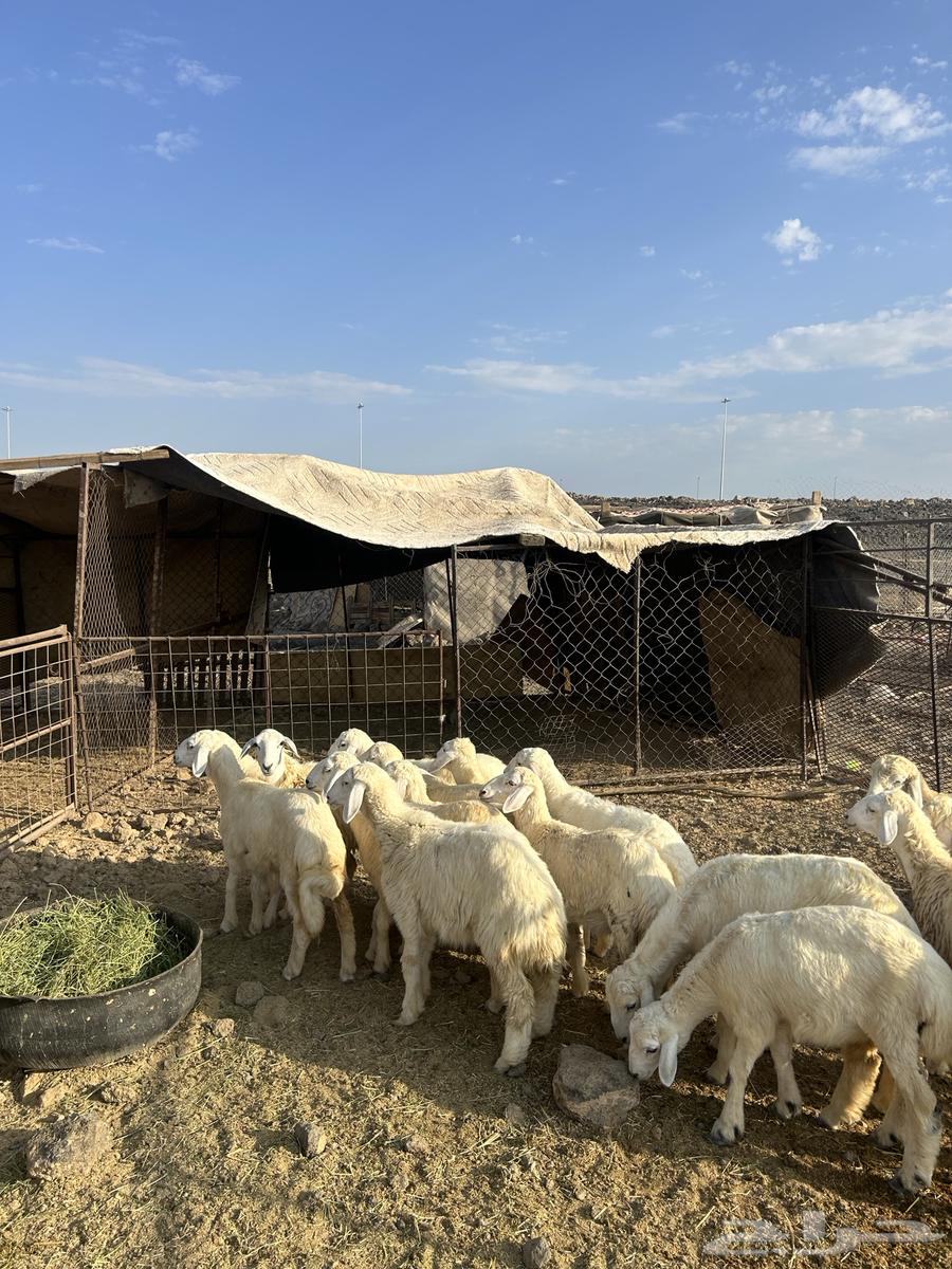 رخال حريات الحد ( 980 ) تم البيع64481982932482112