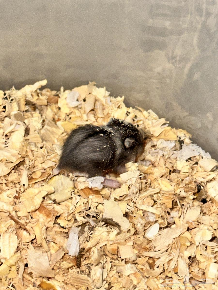 Winter White Dwarf Hamster winter white dwarf hamster64479563433218114