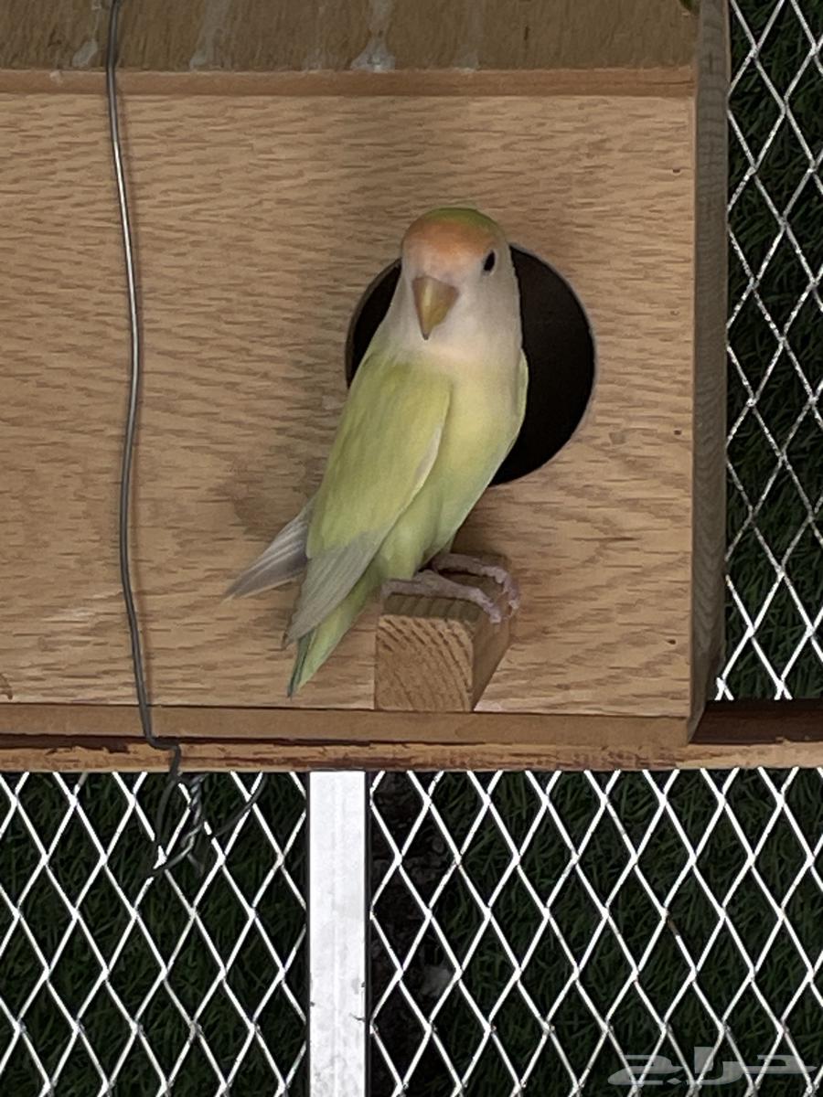 Day Bird64483109811201111