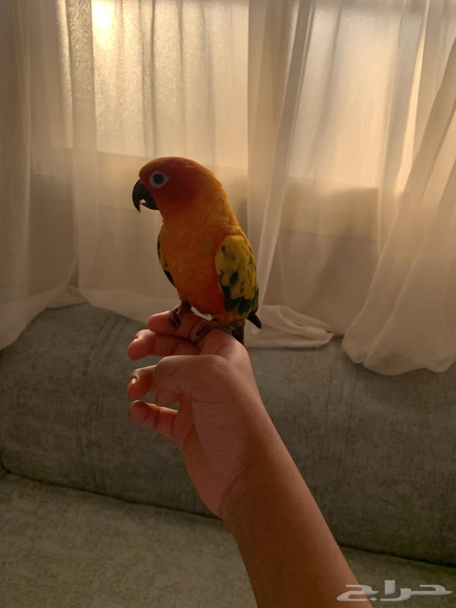 صن كنيور64486012739457110