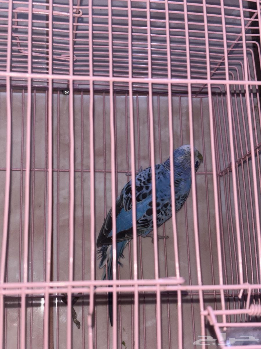 زوج بادجي شامل الملحقات64483729624579112