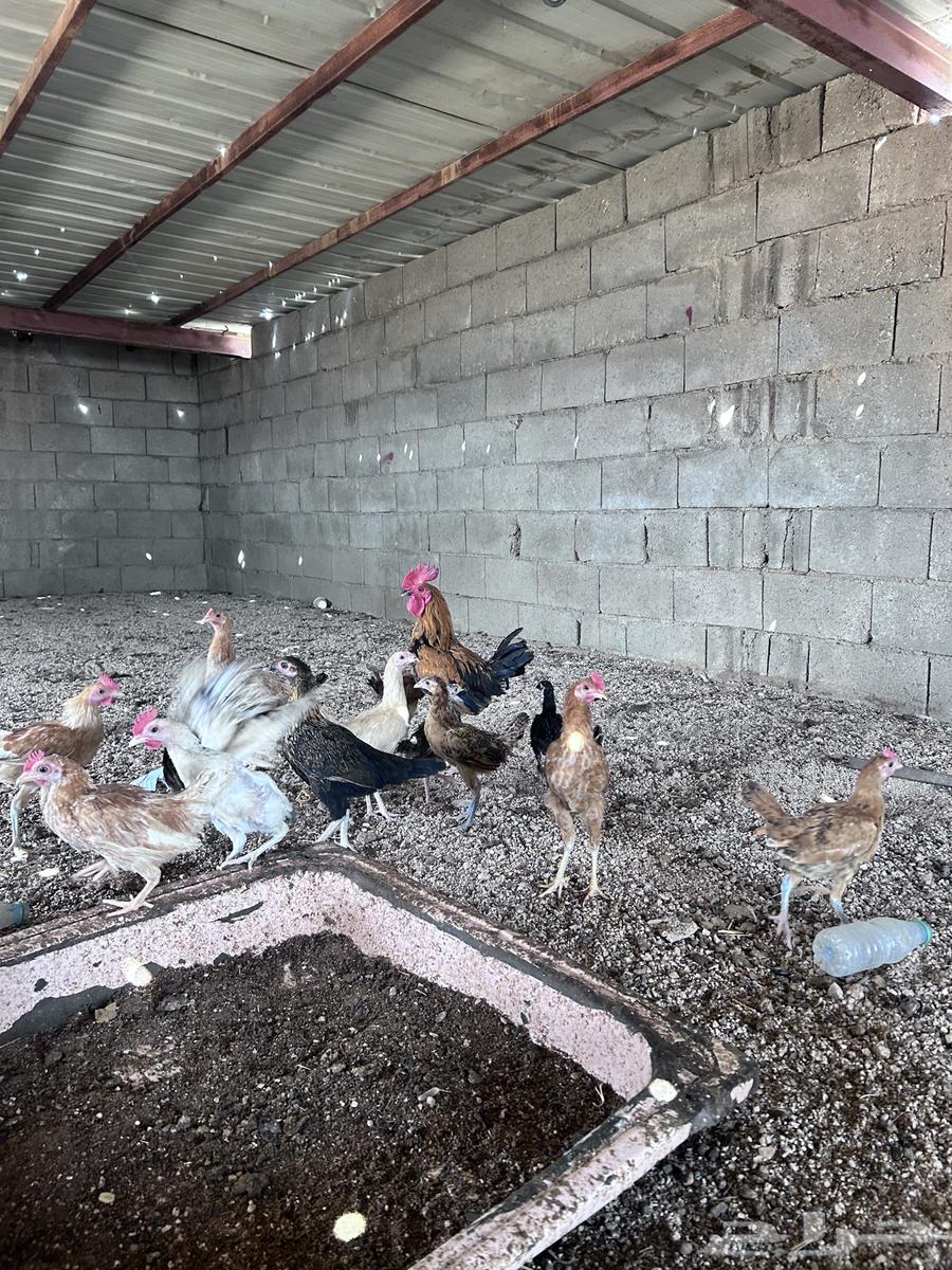 صيصان العمر أربع شهور الموقع الجمش64480400522753112