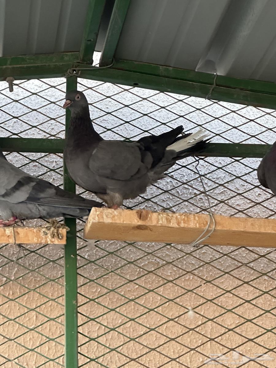 اجواز قطايف64483487152641114