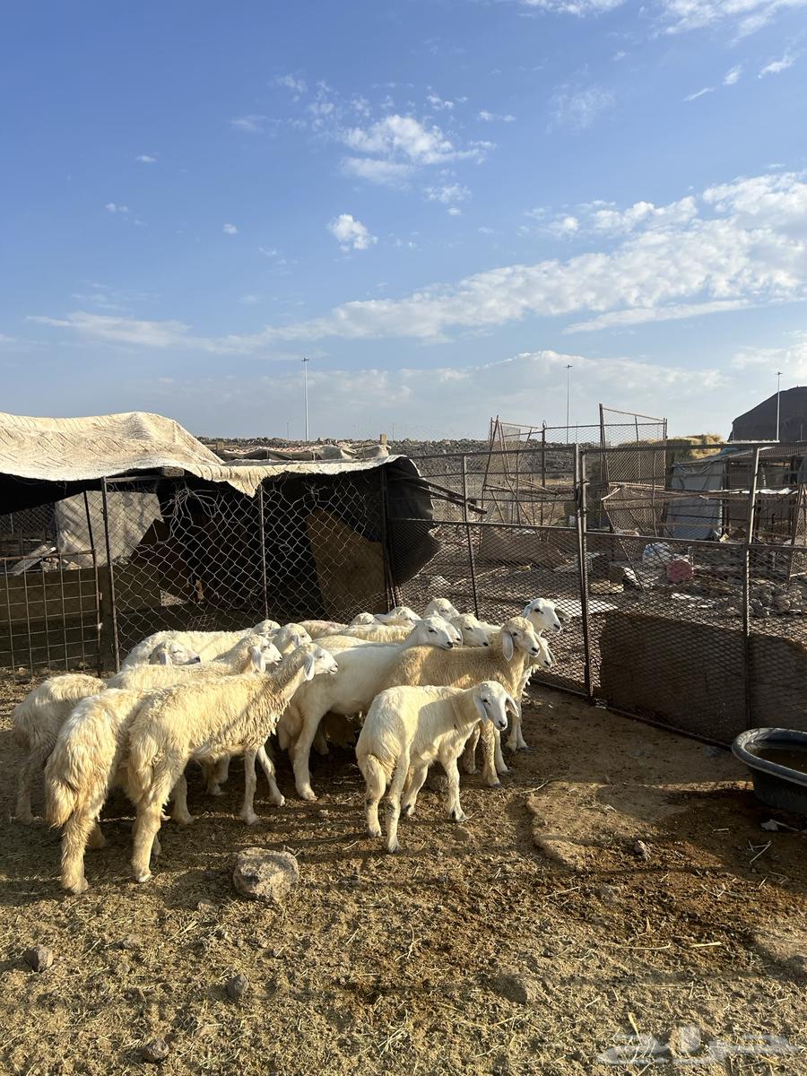 رخال حريات الحد ( 980 ) تم البيع64481982932482111