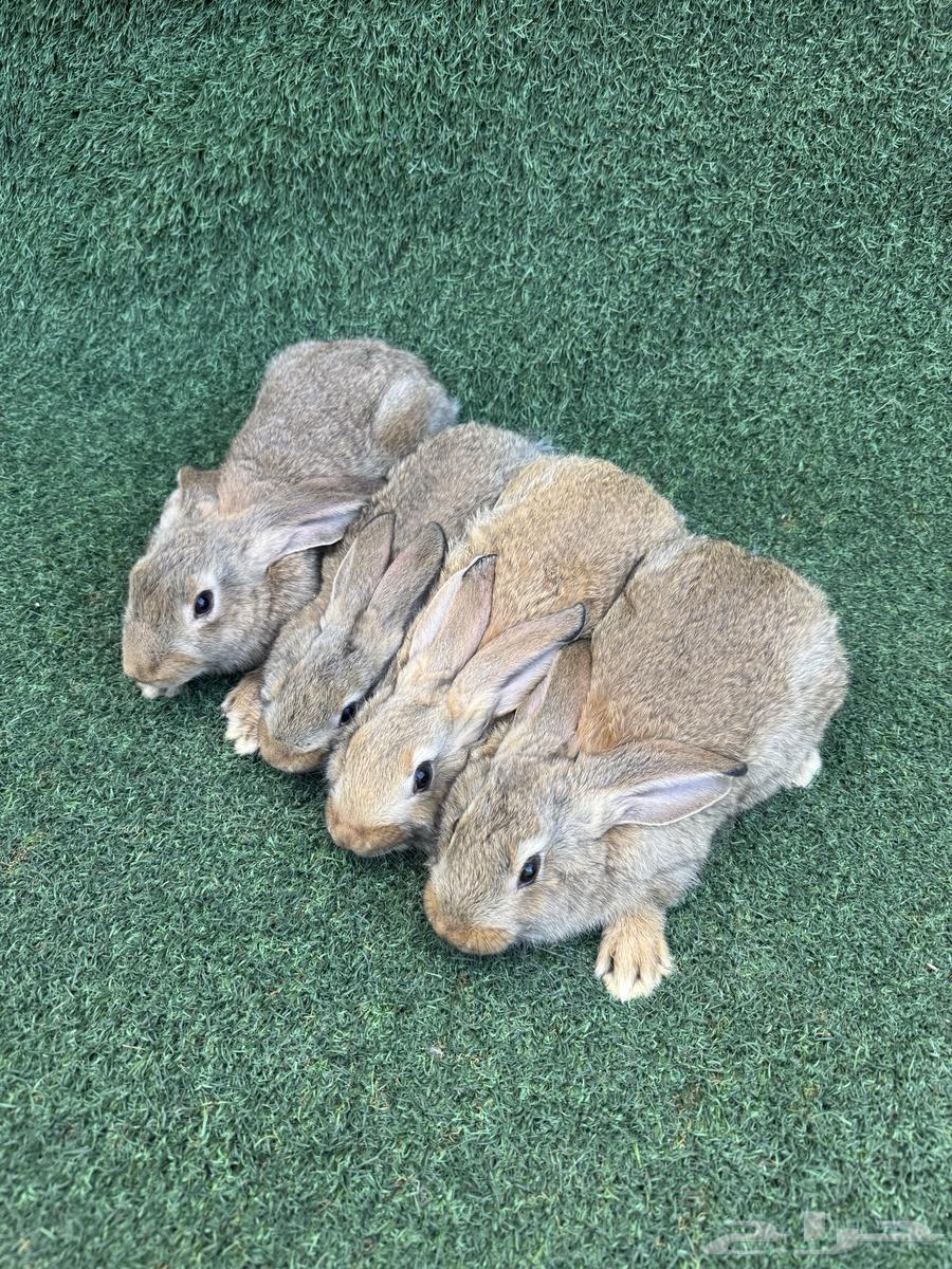 عرضين اطقم ارانب فلاندر الماني64484184778881113