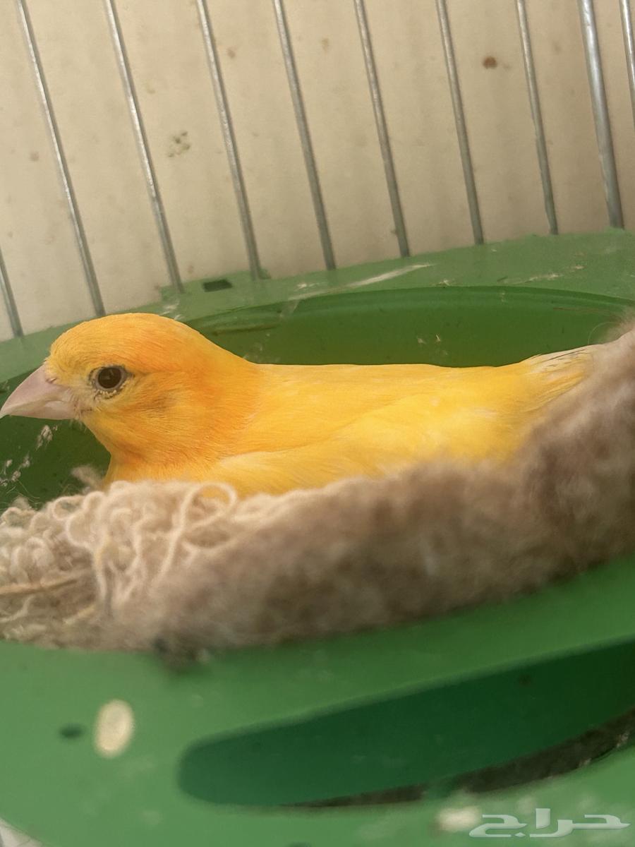 أنثى كناري سوري جاهزه ولافه العش (( تم البيع ))64481087171075110