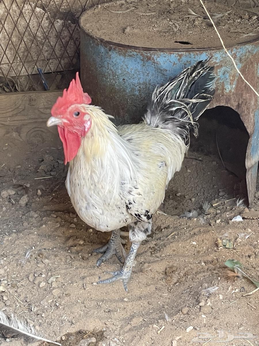 ديك بلدي للبيع64480922362370110