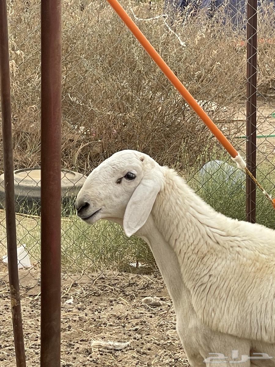 مشروع صنف الصنف تم البيع خارج الموقع64481750285058113