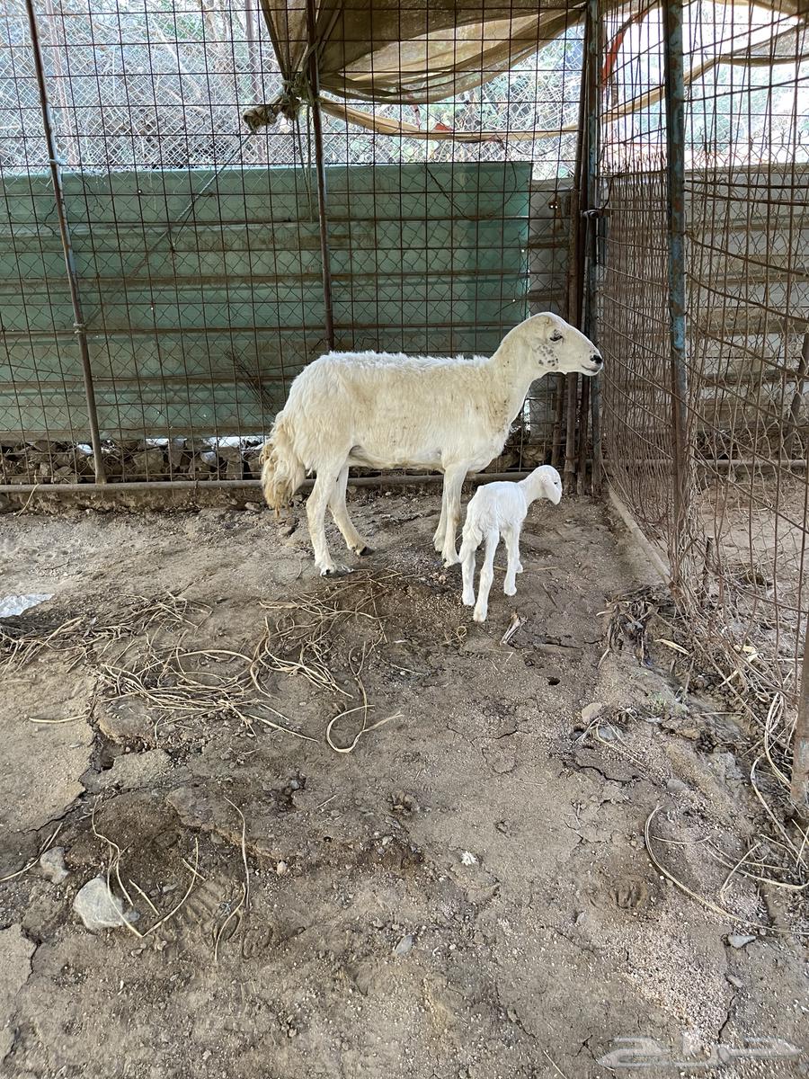 مقاني خلفات حريه للبيع64480085238273113